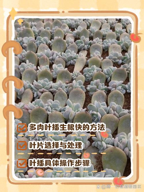 多肉夏季扦插多久能生根？-第1张图片-吾爱花网