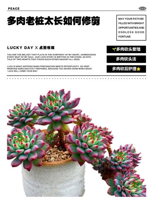 多肉主干太高了怎么办？-第1张图片-吾爱花网