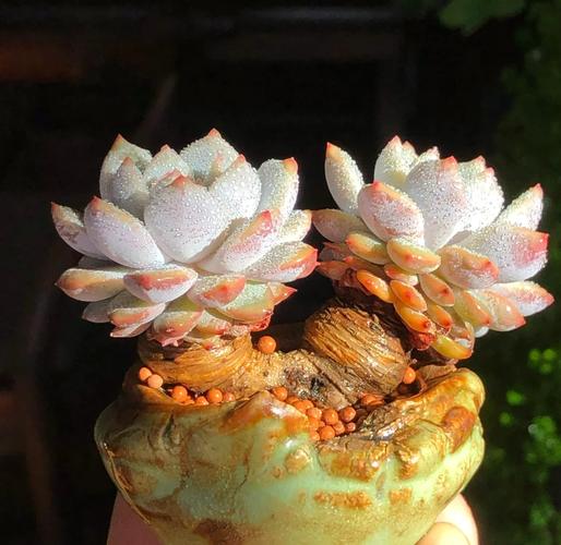 多肉主干太高了怎么办？-第3张图片-吾爱花网