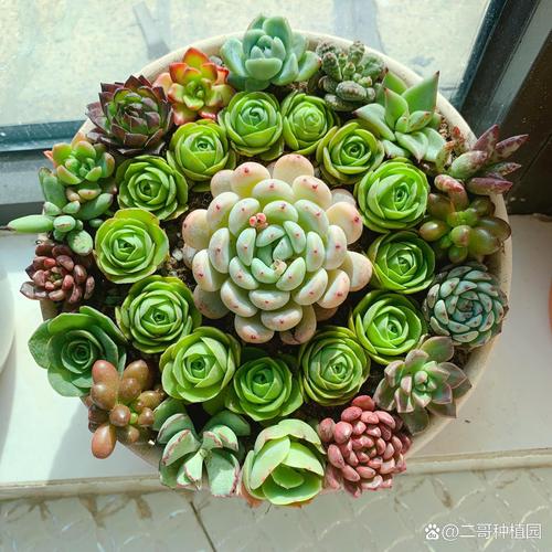 多肉如何养成惊艳盆景？-第3张图片-吾爱花网