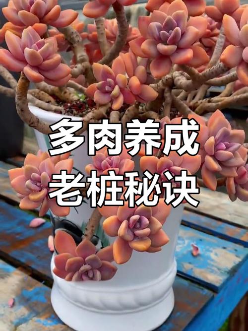 多肉如何养成惊艳盆景？-第2张图片-吾爱花网