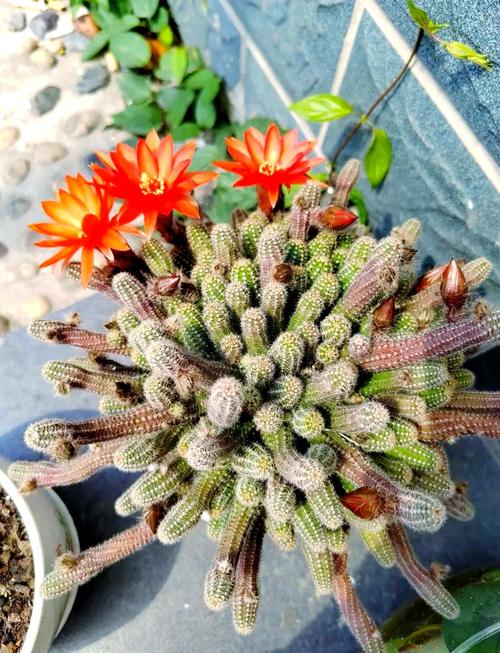 白檀图片是多肉白檀吗？-第2张图片-吾爱花网