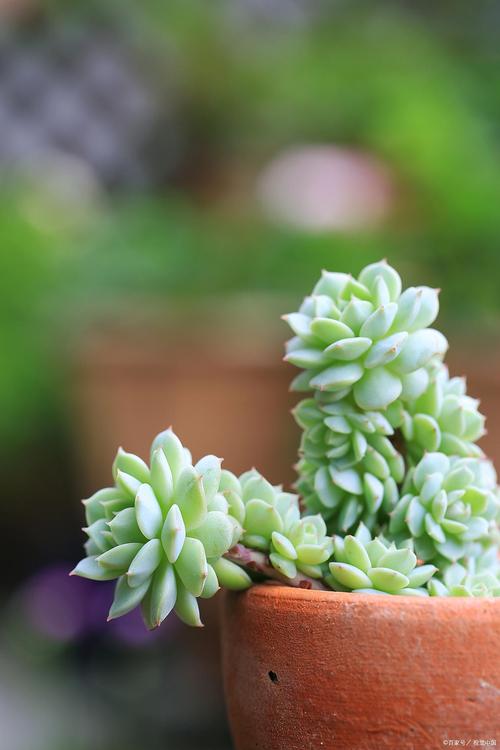 白檀图片是多肉白檀吗？-第3张图片-吾爱花网