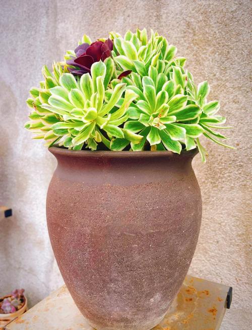 多肉黑法师冬季怎么养才能安全过冬？-第1张图片-吾爱花网