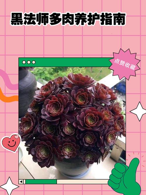 多肉黑法师冬季怎么养才能安全过冬？-第2张图片-吾爱花网