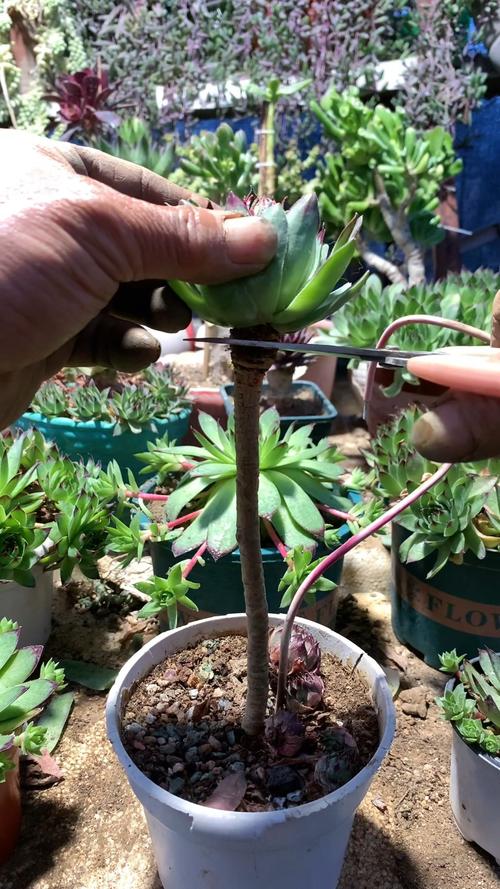 多肉徒长，砍头留底还是剪顶？-第2张图片-吾爱花网