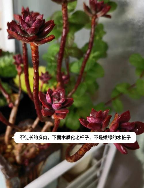 多肉徒长，砍头留底还是剪顶？-第1张图片-吾爱花网