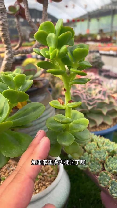 多肉徒长，砍头留底还是剪顶？-第3张图片-吾爱花网