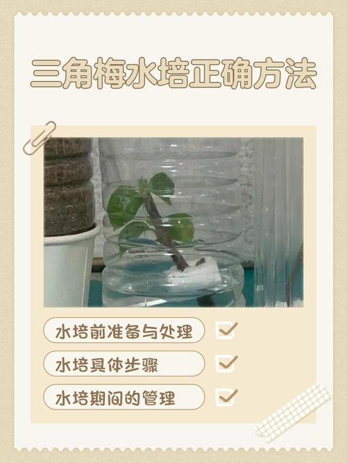 三角梅水培多久能上盆？-第1张图片-吾爱花网