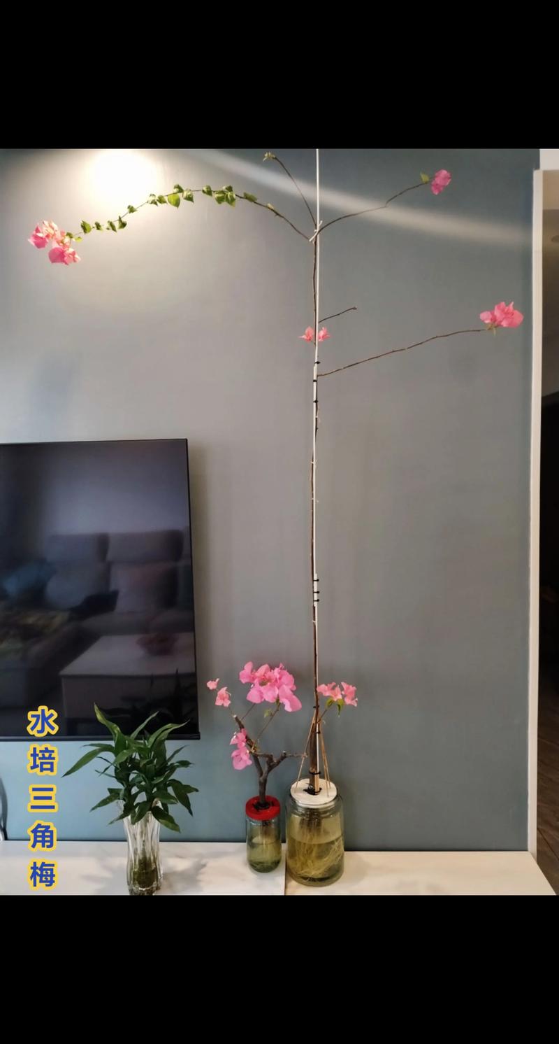 三角梅水培多久能上盆？-第3张图片-吾爱花网