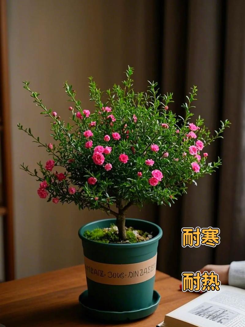 盆栽松红梅叶子干枯怎么办?-第3张图片-吾爱花网 盆栽松红梅叶子干枯怎么办?-第3张图片-吾爱花网