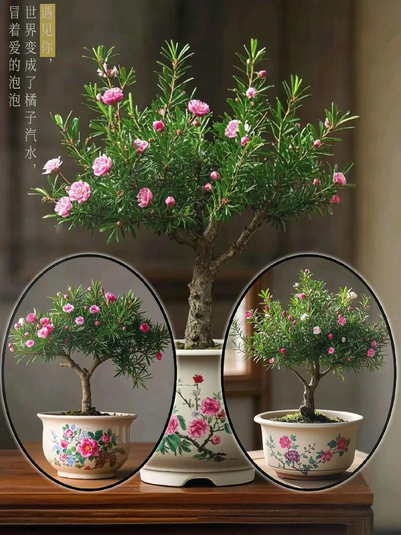 盆栽松红梅叶子干枯怎么办?-第1张图片-吾爱花网 盆栽松红梅叶子干枯怎么办?-第1张图片-吾爱花网