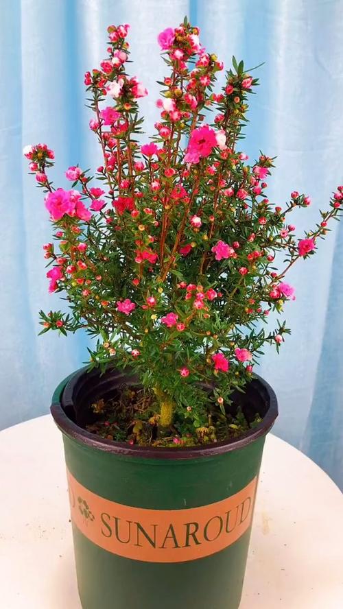 盆栽松红梅叶子干枯怎么办?-第2张图片-吾爱花网 盆栽松红梅叶子干枯怎么办?-第2张图片-吾爱花网