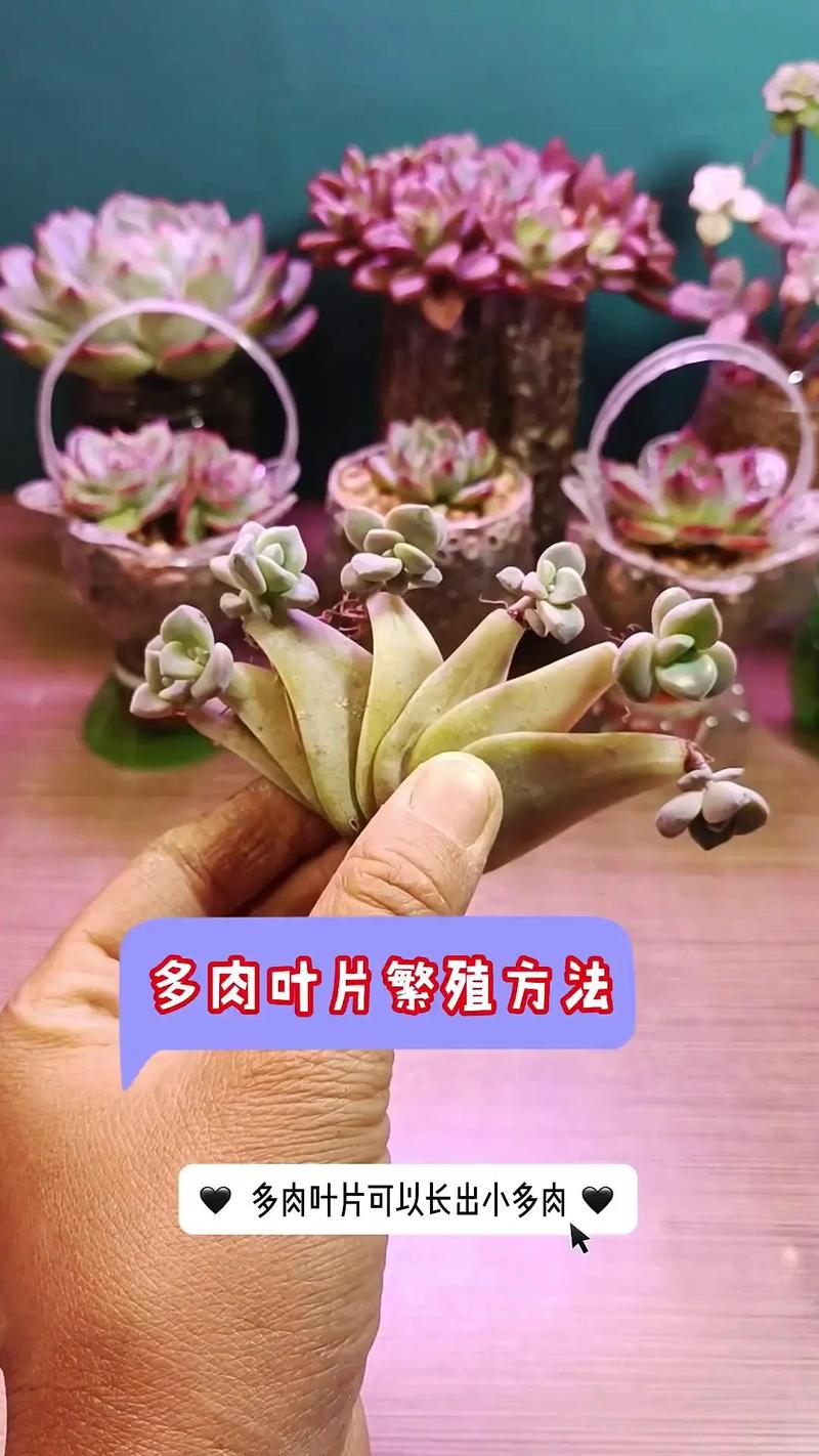 多肉叶发芽后，养护关键在哪？-第2张图片-吾爱花网