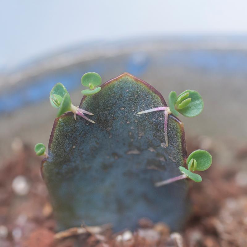 多肉叶发芽后，养护关键在哪？-第1张图片-吾爱花网