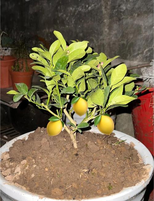 柠檬树修剪最佳月份是几月?-第1张图片-吾爱花网 柠檬树修剪最佳月份是几月?-第1张图片-吾爱花网