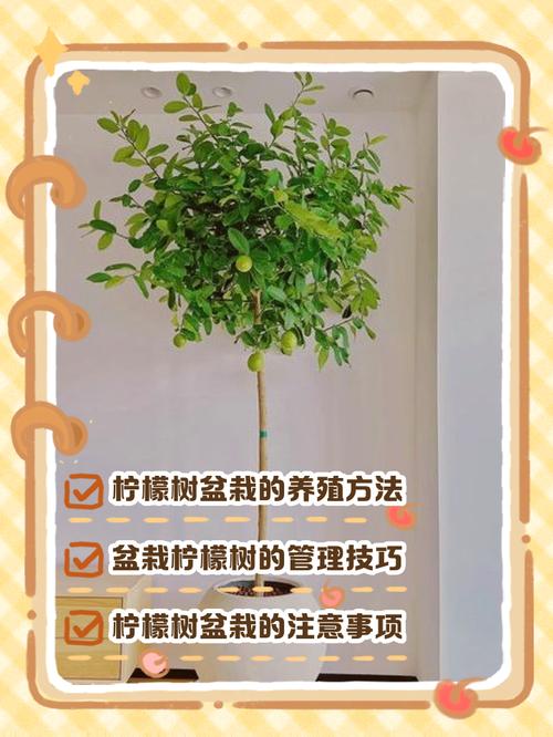 柠檬树修剪最佳月份是几月?-第2张图片-吾爱花网 柠檬树修剪最佳月份是几月?-第2张图片-吾爱花网