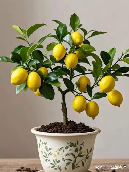 柠檬树修剪最佳月份是几月?-第3张图片-吾爱花网 柠檬树修剪最佳月份是几月?-第3张图片-吾爱花网