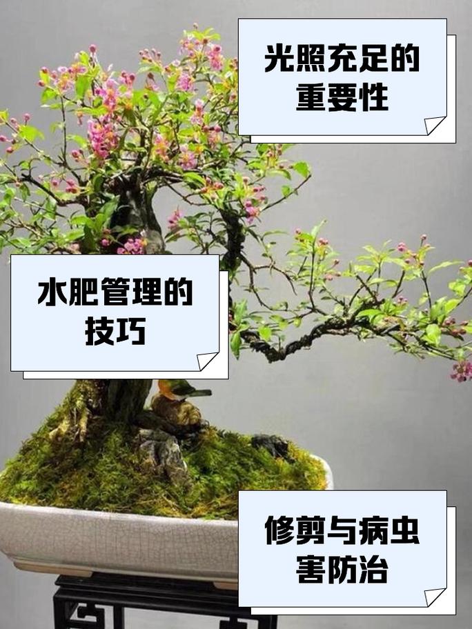 哪些盆栽水果成活时间最长?-第1张图片-吾爱花网 哪些盆栽水果成活时间最长?-第1张图片-吾爱花网