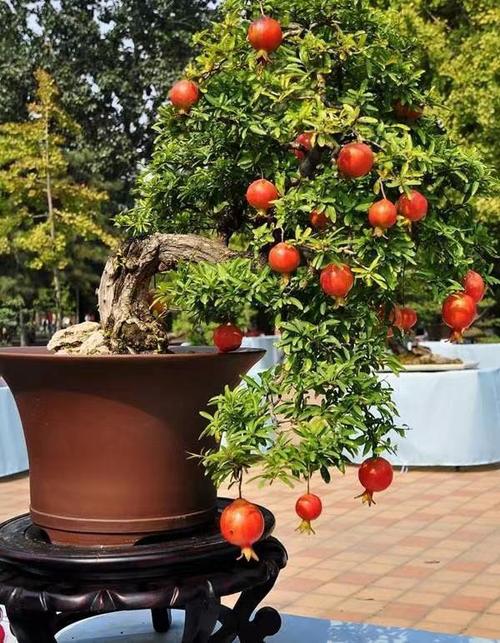 哪些盆栽水果成活时间最长?-第2张图片-吾爱花网 哪些盆栽水果成活时间最长?-第2张图片-吾爱花网