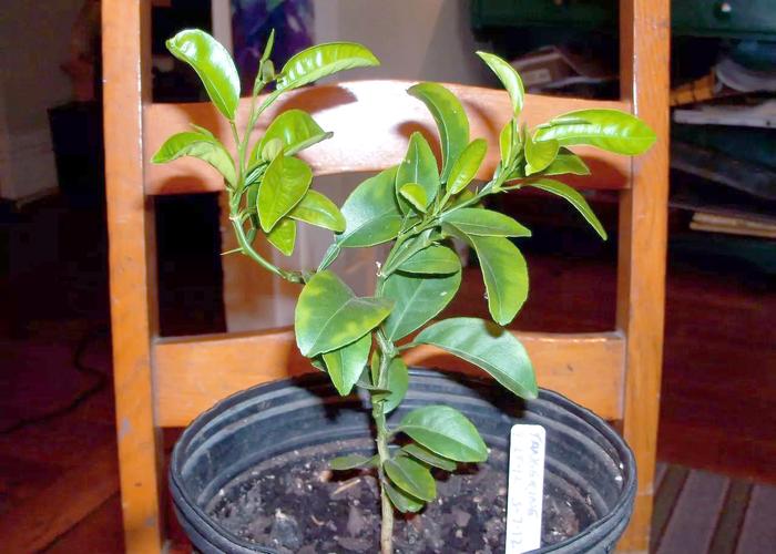 哪些盆栽水果成活时间最长?-第3张图片-吾爱花网 哪些盆栽水果成活时间最长?-第3张图片-吾爱花网