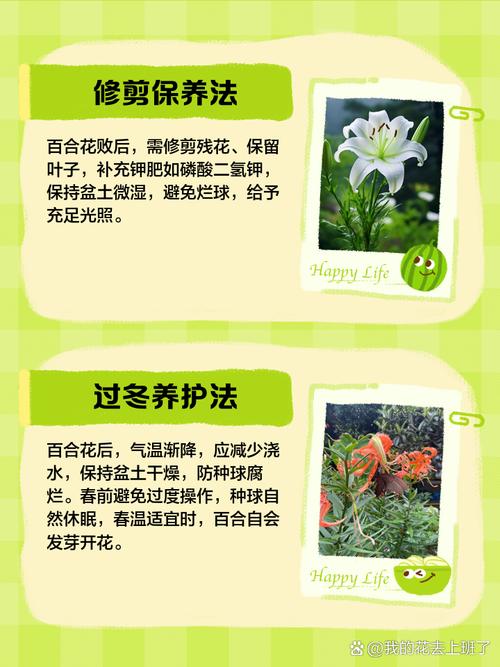 水培百合花谢了,球茎还能再开花吗?-第1张图片-吾爱花网 水培百合花谢了,球茎还能再开花吗?-第1张图片-吾爱花网