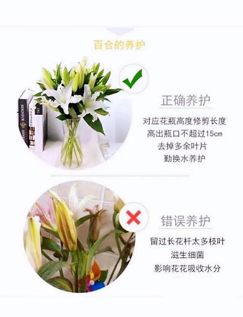 水培百合花谢了，球茎还能再开花吗？-第2张图片-吾爱花网
