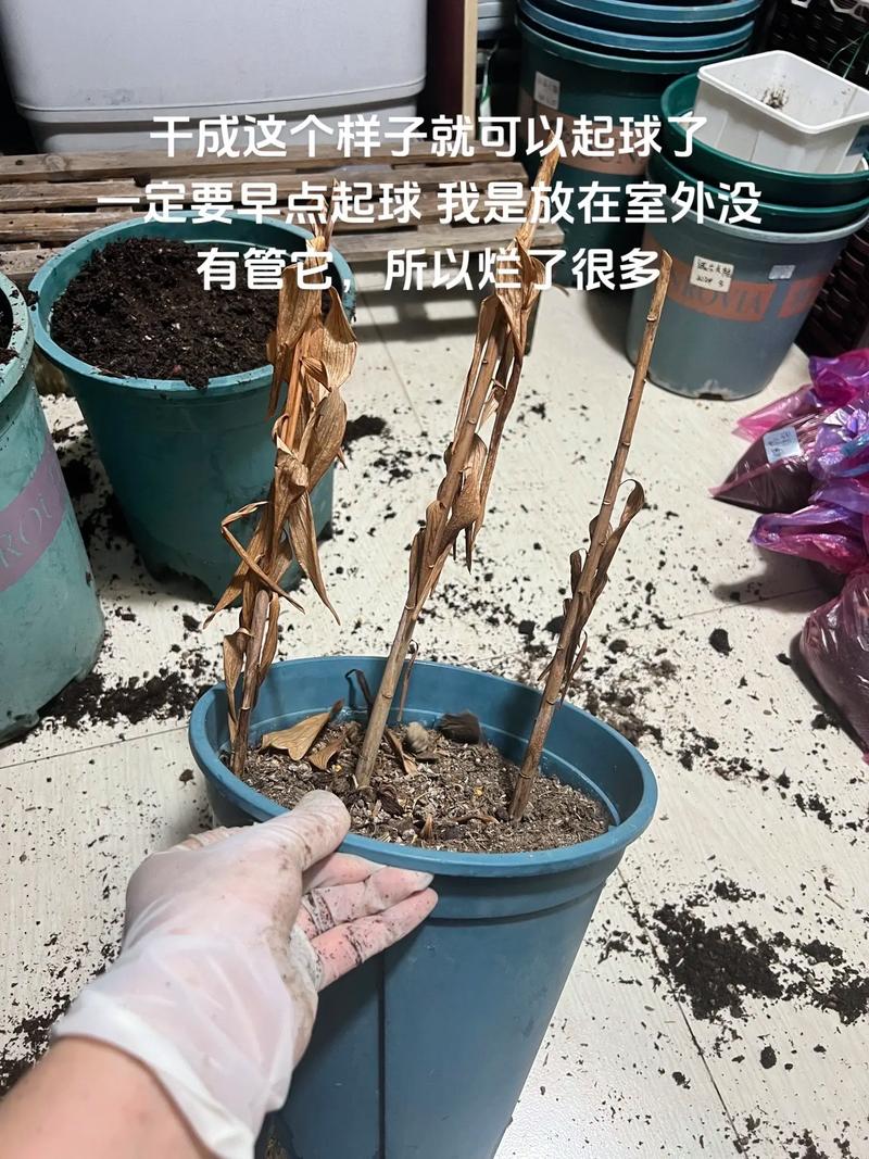 水培百合花谢了，球茎还能再开花吗？-第3张图片-吾爱花网