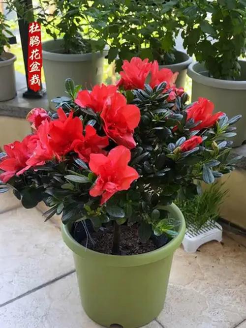 冬季盆栽花卉有哪些好选择?-第2张图片-吾爱花网 冬季盆栽花卉有哪些好选择?-第2张图片-吾爱花网