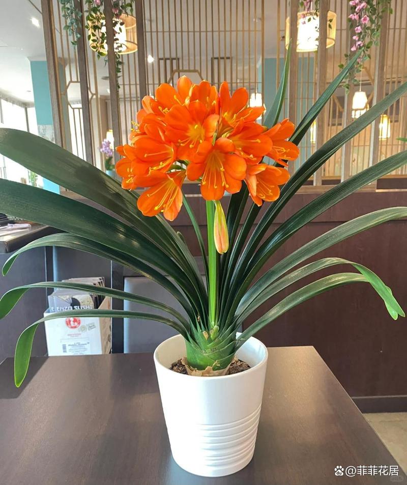 冬季盆栽花卉有哪些好选择?-第1张图片-吾爱花网 冬季盆栽花卉有哪些好选择?-第1张图片-吾爱花网