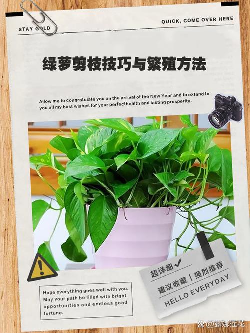 盆栽绿萝该不该剪根?剪了伤根吗?-第1张图片-吾爱花网 盆栽绿萝该不该剪根?剪了伤根吗?-第1张图片-吾爱花网