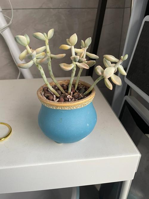 多肉徒长叶少怎么剪？-第2张图片-吾爱花网