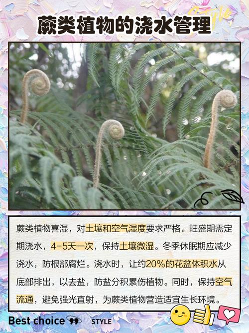盆栽蕨类植物养护有何关键要点?-第1张图片-吾爱花网 盆栽蕨类植物养护有何关键要点?-第1张图片-吾爱花网