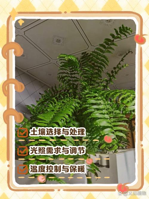 盆栽蕨类植物养护有何关键要点?-第2张图片-吾爱花网 盆栽蕨类植物养护有何关键要点?-第2张图片-吾爱花网