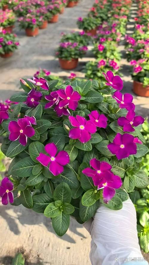 花期长的盆栽花卉有哪些推荐?-第2张图片-吾爱花网 花期长的盆栽花卉有哪些推荐?-第2张图片-吾爱花网