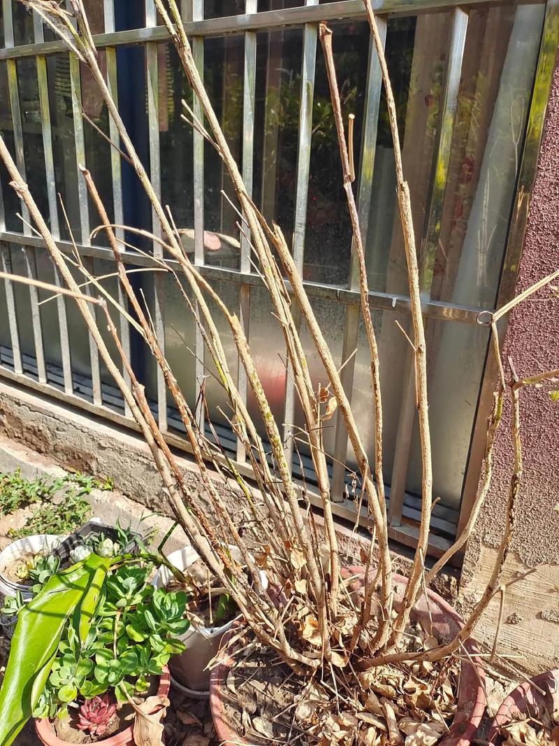 多肉佛珠根部枯萎怎么办？-第2张图片-吾爱花网