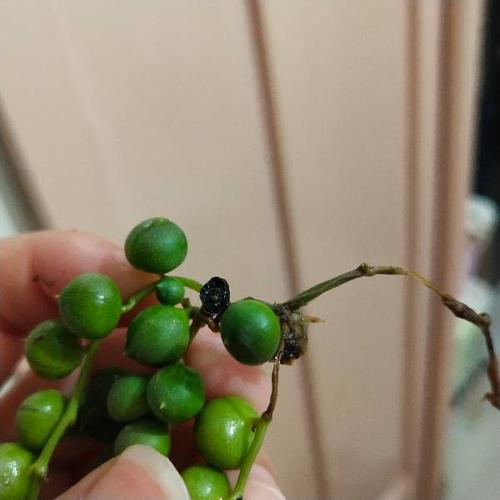 多肉佛珠根部枯萎怎么办？-第1张图片-吾爱花网