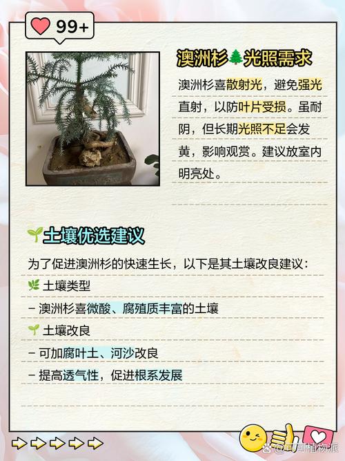 澳洲杉盆栽浇水怎么浇才合适?-第3张图片-吾爱花网 澳洲杉盆栽浇水怎么浇才合适?-第3张图片-吾爱花网