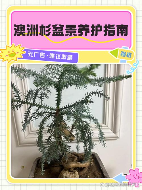 澳洲杉盆栽浇水怎么浇才合适?-第1张图片-吾爱花网 澳洲杉盆栽浇水怎么浇才合适?-第1张图片-吾爱花网