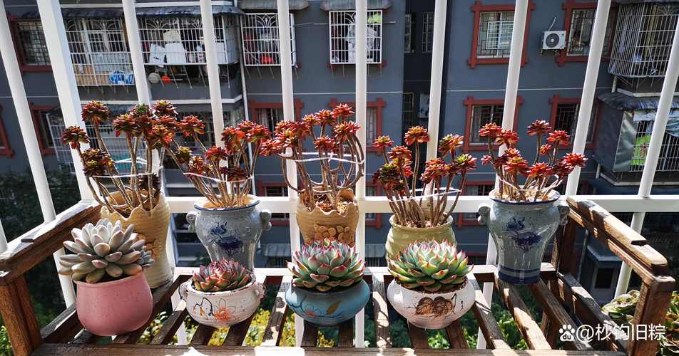 多肉室外过冬能行吗？冻伤咋办？-第3张图片-吾爱花网