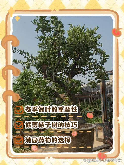 北方盆栽桔子树,冬季如何保暖防冻?-第1张图片-吾爱花网 北方盆栽桔子树,冬季如何保暖防冻?-第1张图片-吾爱花网