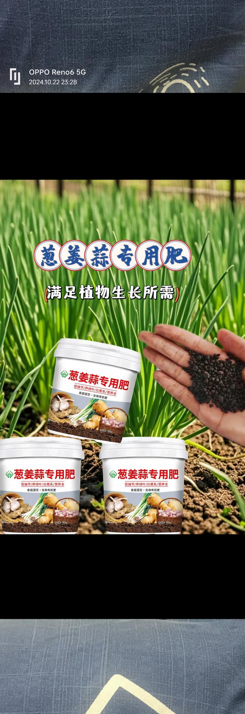 盆栽大蒜肥料选哪种最好?-第2张图片-吾爱花网 盆栽大蒜肥料选哪种最好?-第2张图片-吾爱花网