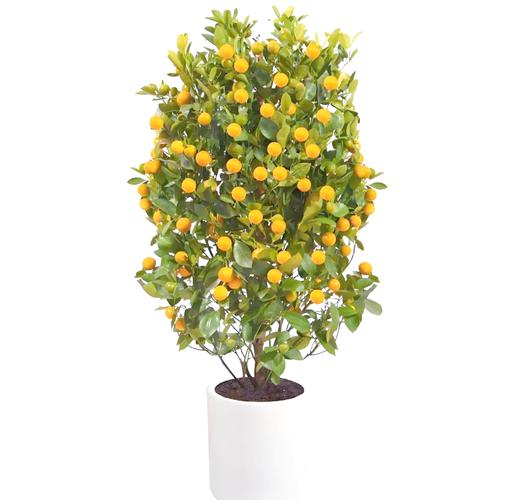 野生小金桔盆栽怎么养?-第1张图片-吾爱花网 野生小金桔盆栽怎么养?-第1张图片-吾爱花网