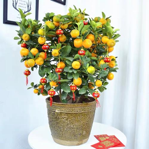 野生小金桔盆栽怎么养?-第3张图片-吾爱花网 野生小金桔盆栽怎么养?-第3张图片-吾爱花网