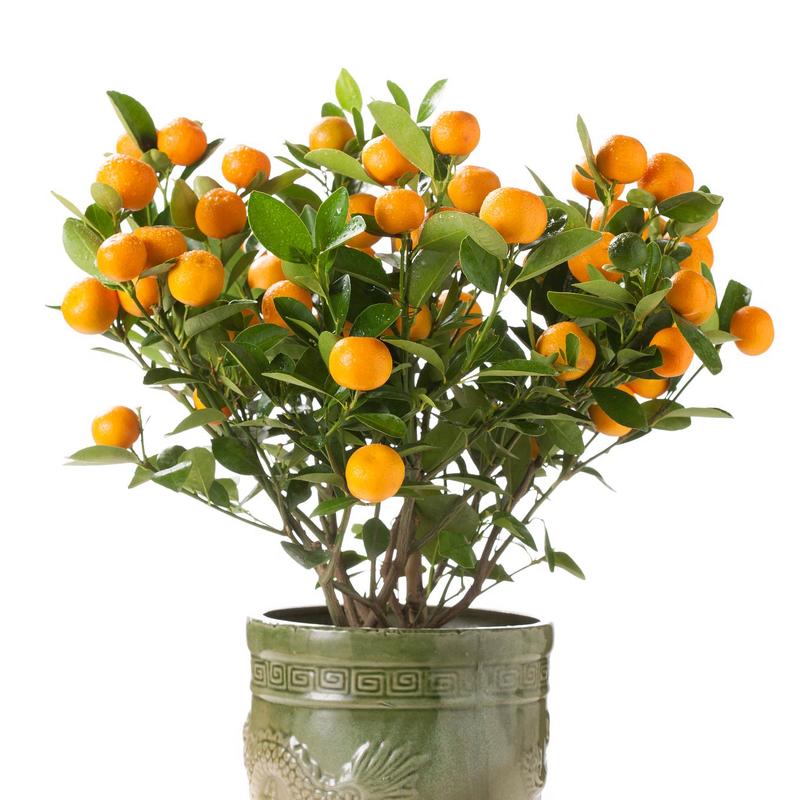 野生小金桔盆栽怎么养?-第2张图片-吾爱花网 野生小金桔盆栽怎么养?-第2张图片-吾爱花网