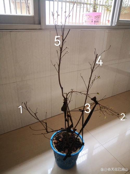 盆栽花步骤图解,从选盆到养护关键在哪?-第2张图片-吾爱花网 盆栽花步骤图解,从选盆到养护关键在哪?-第2张图片-吾爱花网