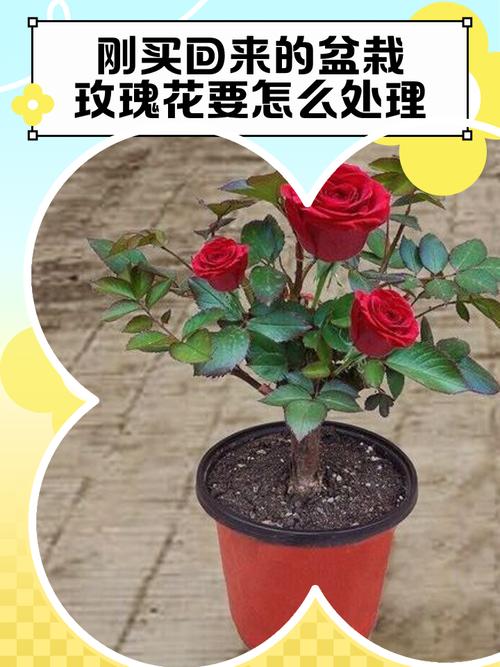 盆栽花步骤图解,从选盆到养护关键在哪?-第1张图片-吾爱花网 盆栽花步骤图解,从选盆到养护关键在哪?-第1张图片-吾爱花网