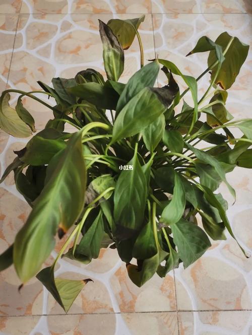 水培白掌起虫烂根,怎么治?-第1张图片-吾爱花网 水培白掌起虫烂根,怎么治?-第1张图片-吾爱花网