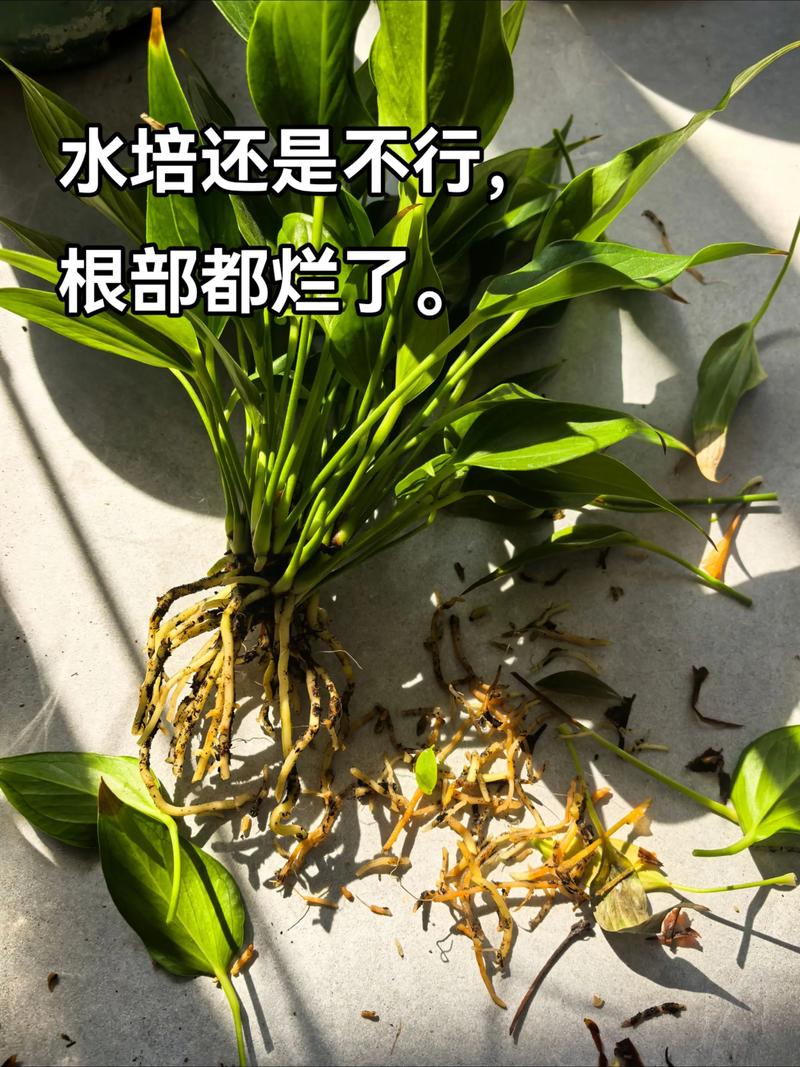水培白掌起虫烂根,怎么治?-第2张图片-吾爱花网 水培白掌起虫烂根,怎么治?-第2张图片-吾爱花网