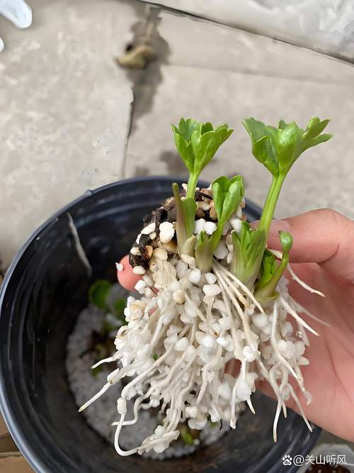 水培白掌起虫烂根,怎么治?-第3张图片-吾爱花网 水培白掌起虫烂根,怎么治?-第3张图片-吾爱花网